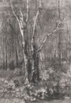 Alberi nel parco - 1895  Acquaforte, 40.7x29  - National Gallery of Art, Londra