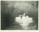 I cigni -   Disegno  - Emporium - n° 90 - Giugno 1902