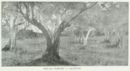 Oliveto -     - Emporium - n° 220  - Aprile 1913