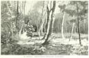 Bosco presso Roncegno (Valsugana) -     - Emporium - n 249 - Settembre 1915
