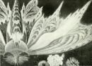 Farfalla -   Pastello  - Emporium - n° 244 Aprile 1915
