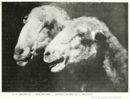 Due pecore -     - Emporium - n° 192 - Dicembre 1910