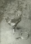 Vincenzo Migliaro - Il gallo -   