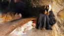 La tentazione di Sant'Antonio - 1878  138x225  - Galleria Nazionale d'Arte Moderna - Roma