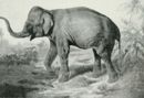 Filippo Palizzi - Elefante -   