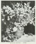 Fiori -     - Emporium - n° 144 - Dicembre 1906