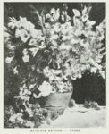 Fiori -     - Emporium - n 144 - Dicembre 1906