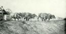 Carro dei bufali nella cava del travertino -     - Emporium - nr 314 Febbraio 1921