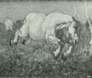 Cavallo che salta -     - Die Kunst - 1900